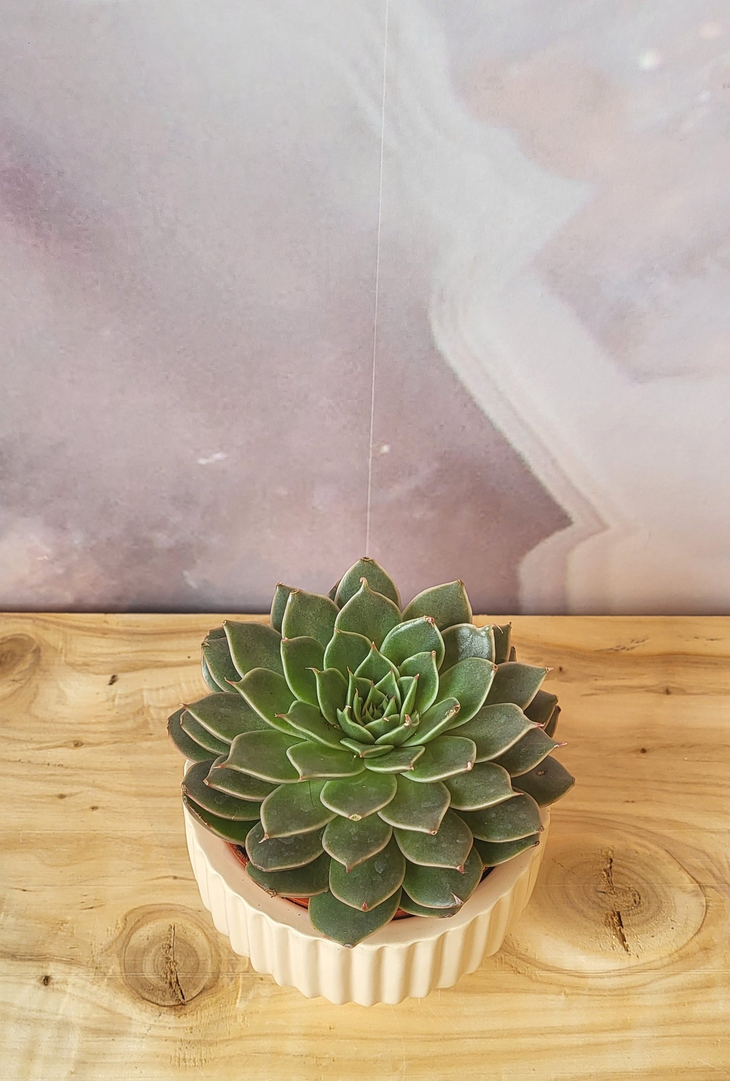 Succulent Echeveria 4"