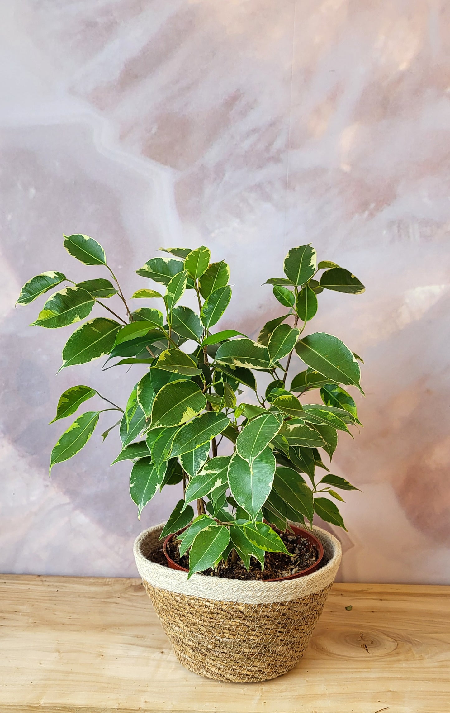 Ficus Benjamina 4"