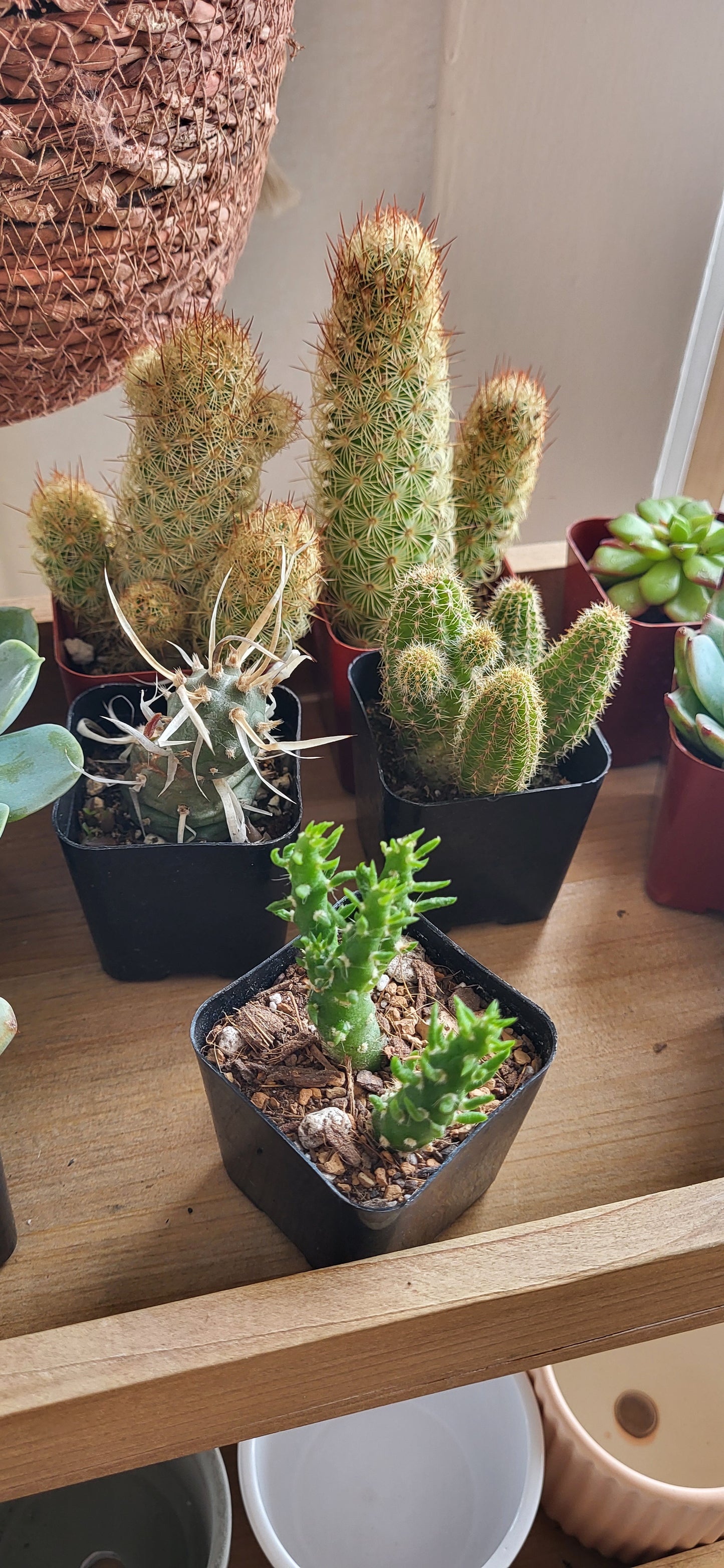 Assorted Cactus 2.5"