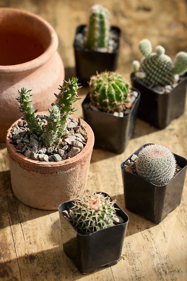 Cactus assorted 3"