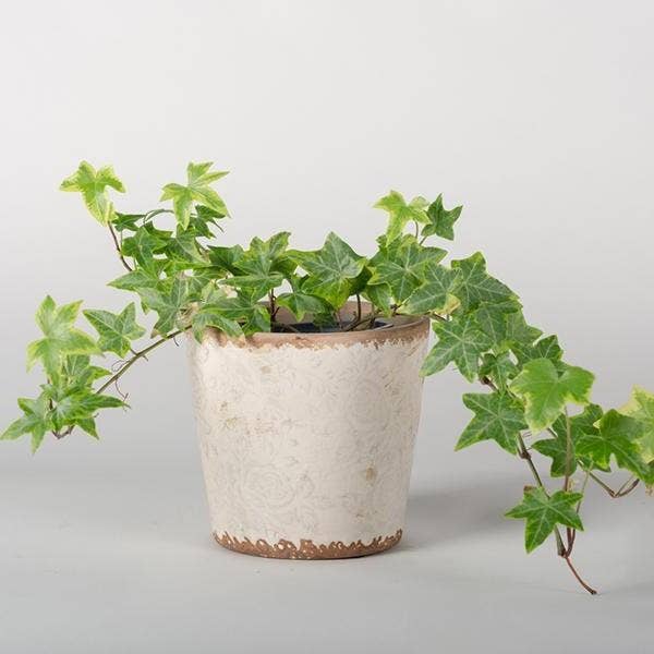 Distressed Crackle Planter Pot