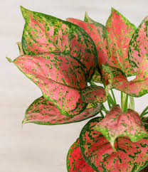 Aglaonema -6"