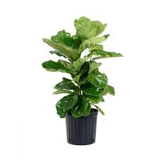 Ficus Fiddle Leaf-8"