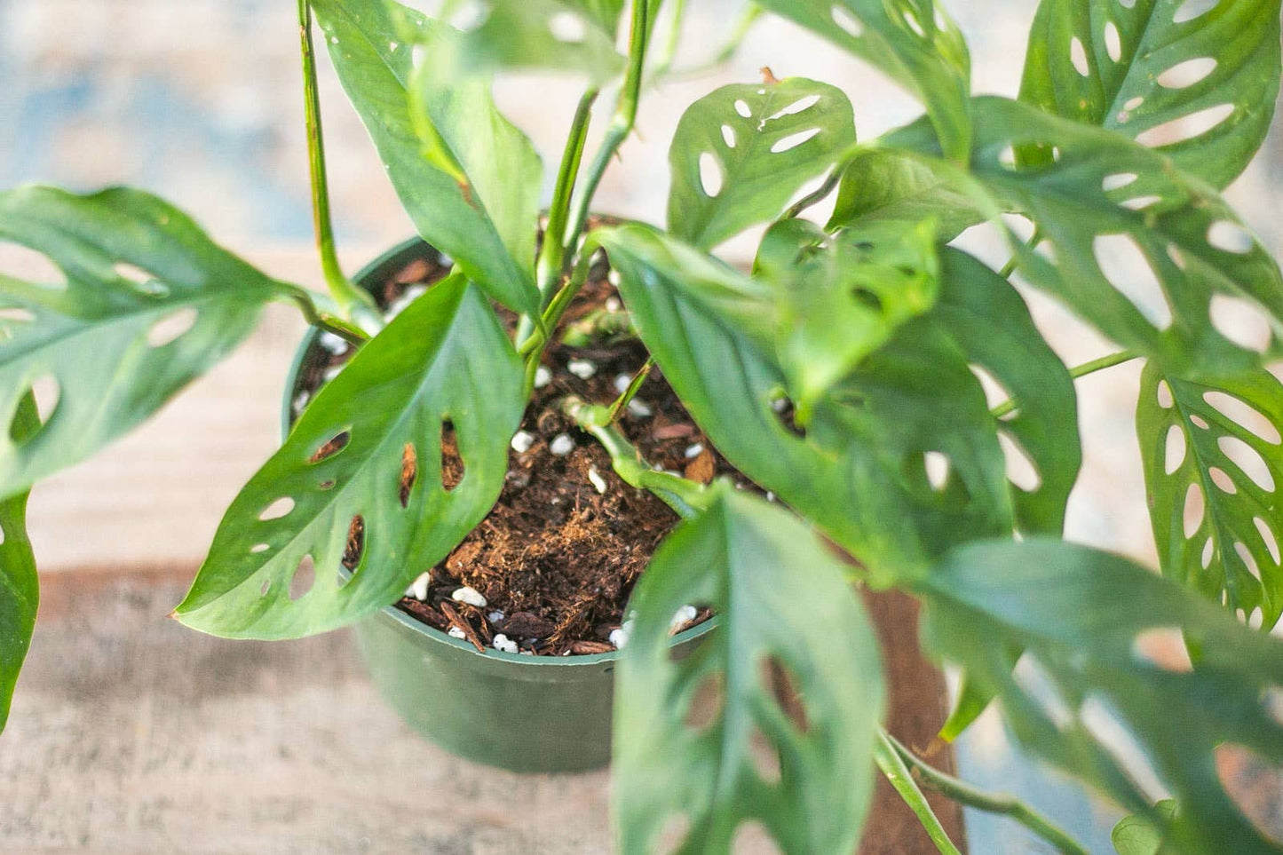 Premium Houseplant Potting Mix 4 Qt