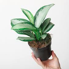 Aglaonema -4"