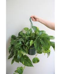 Pothos Hanging Basket-6"