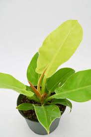 Philodendron Hybrid- 4"