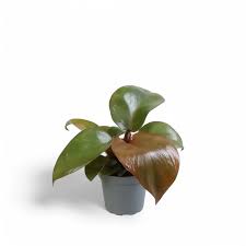 Philodendron Hybrid- 4"