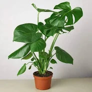 Monstera Split-leaf-10"