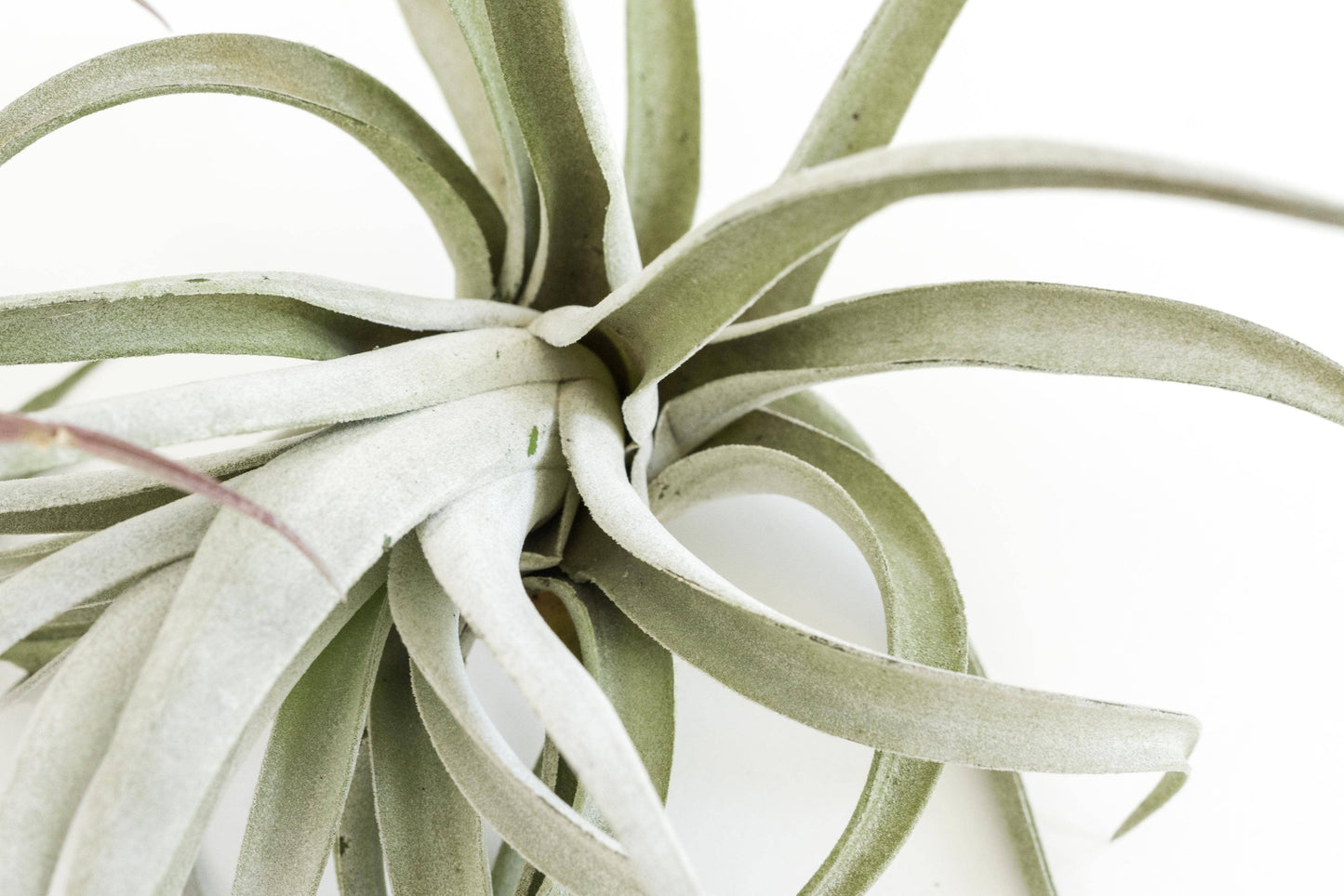 Air Plant-Medium