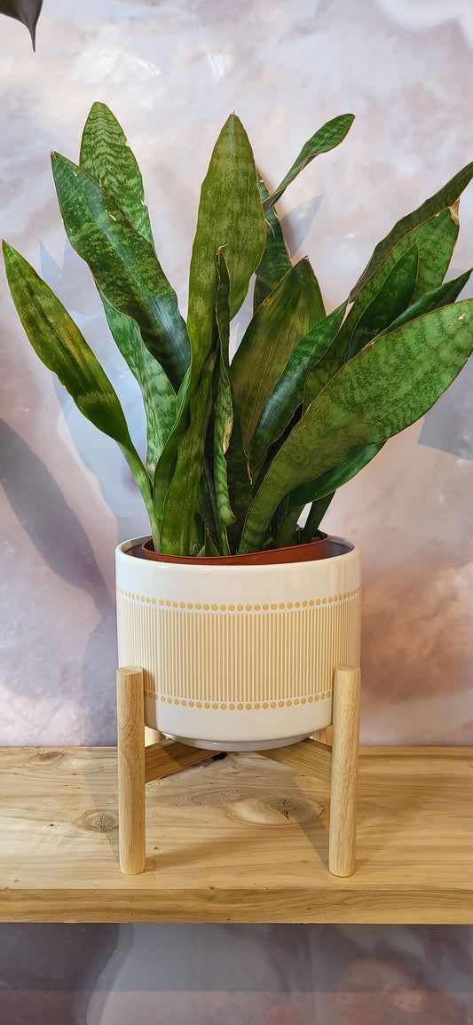 Snake Plant Sanseveria-6"