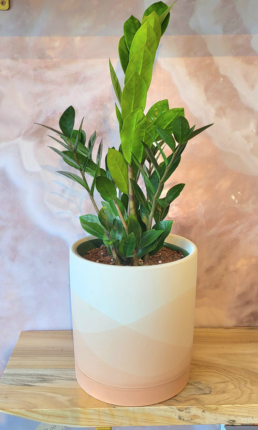 Zami Zami Plant-6"