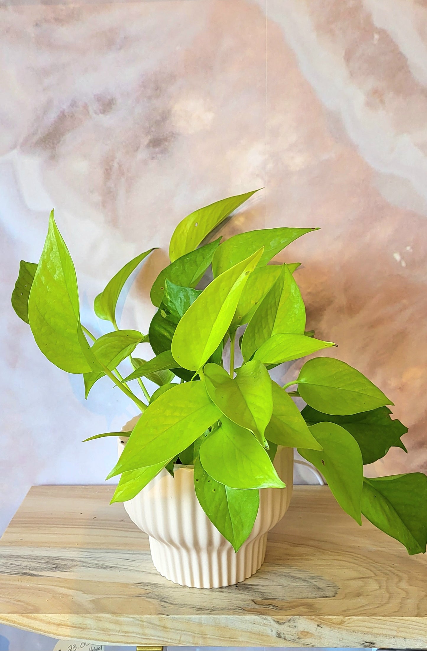 Pothos Neon-4"