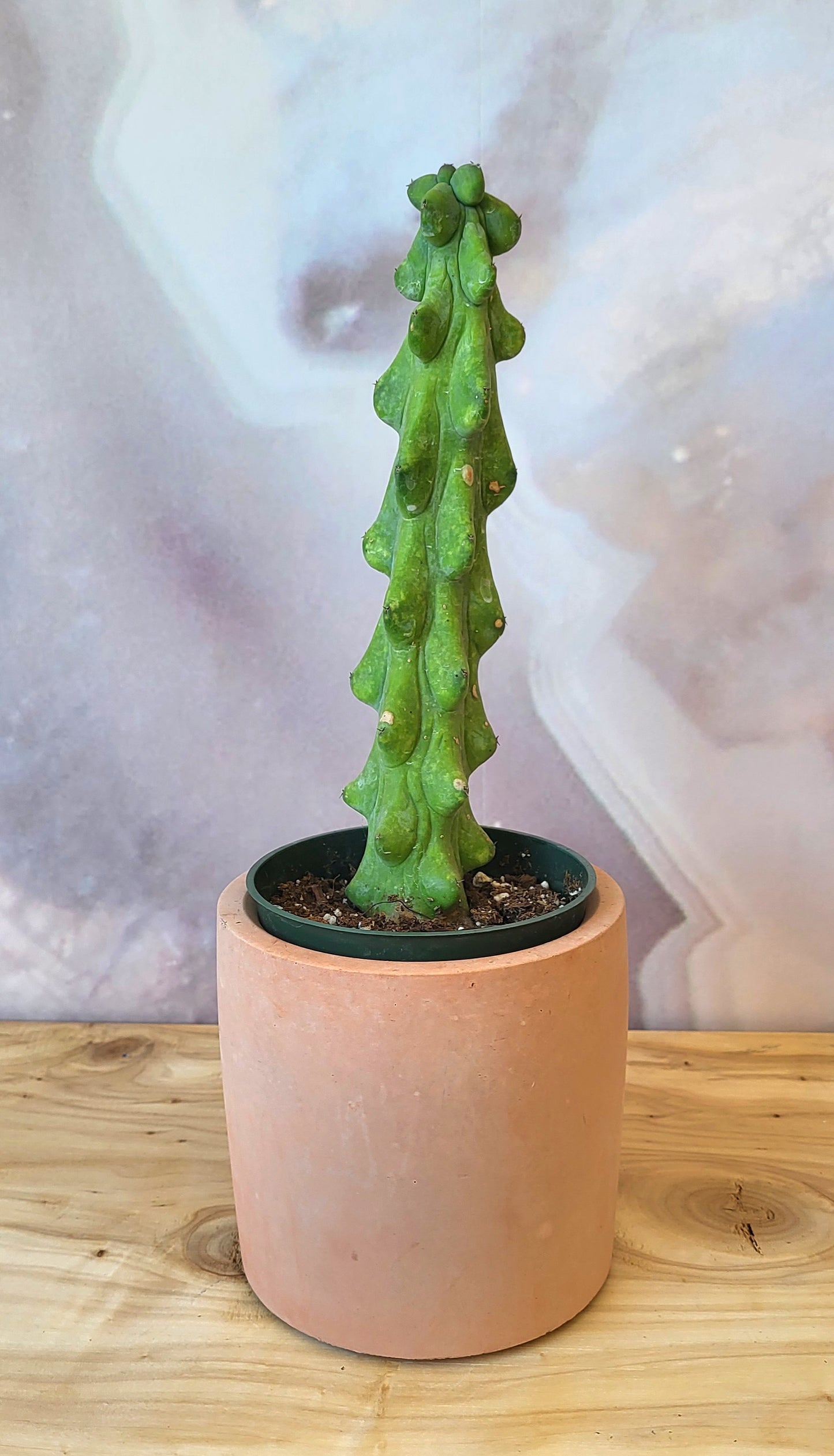 Boobie Cactus-4"