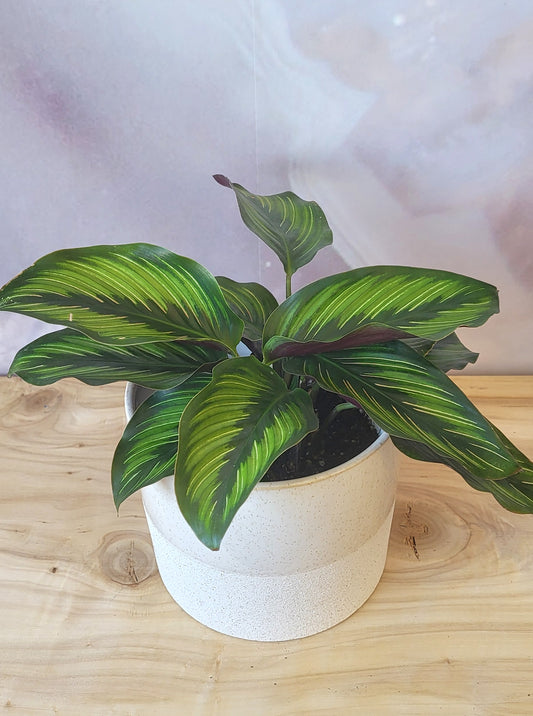 Calathea-4"