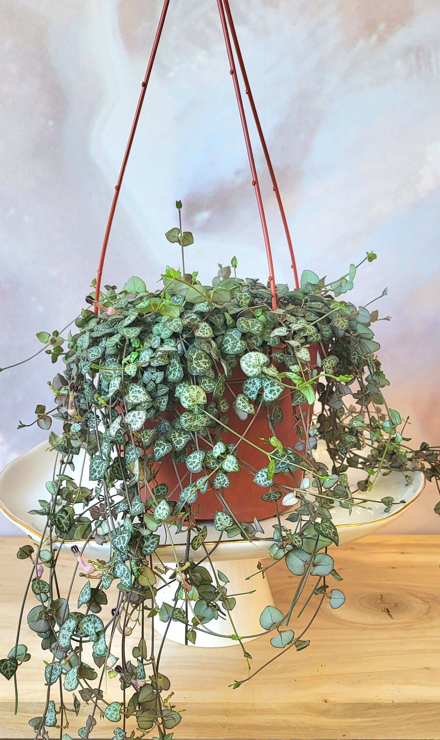 String of Hearts-Hanging Basket-6"