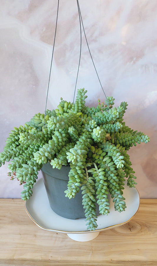 Donkey Tail-Hanging Basket-8"