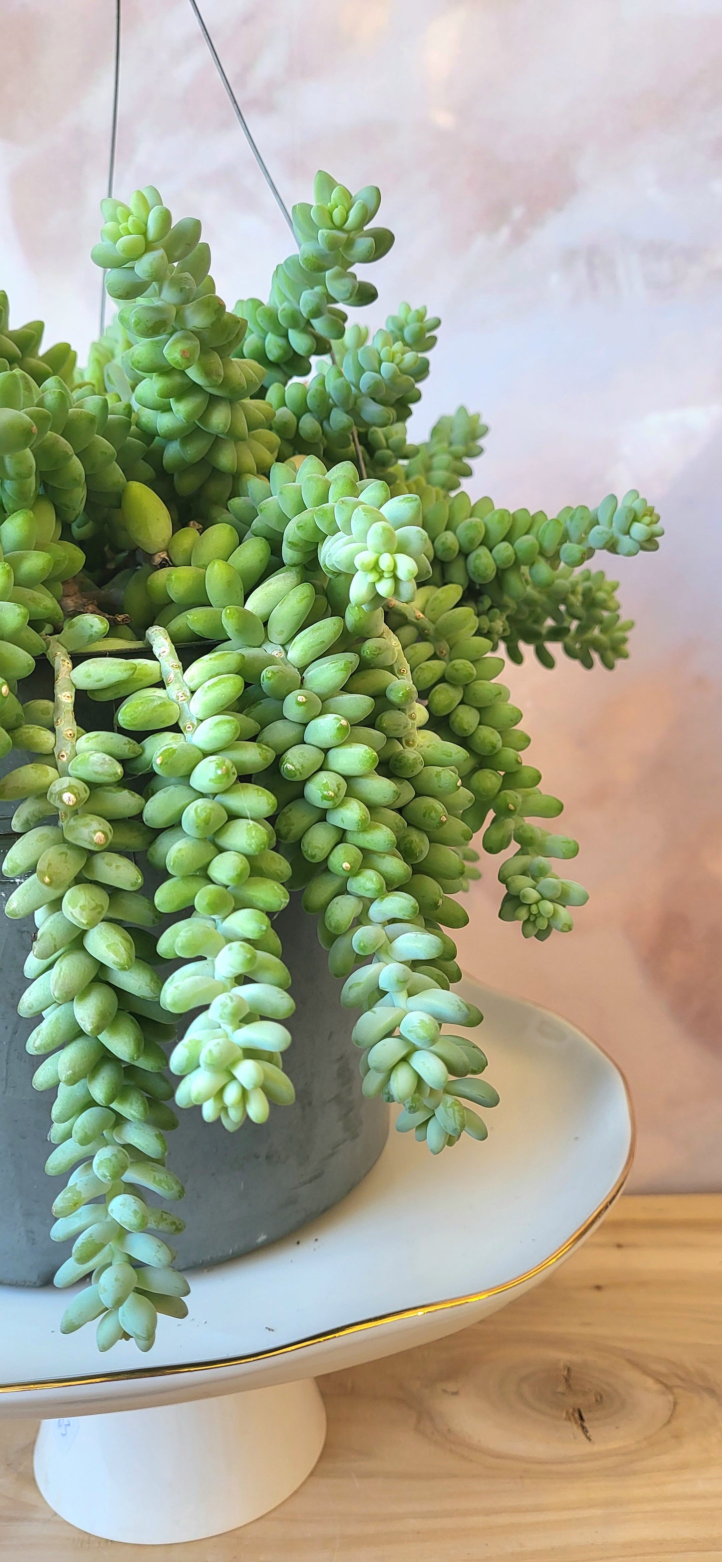 Donkey Tail-Hanging Basket-8"