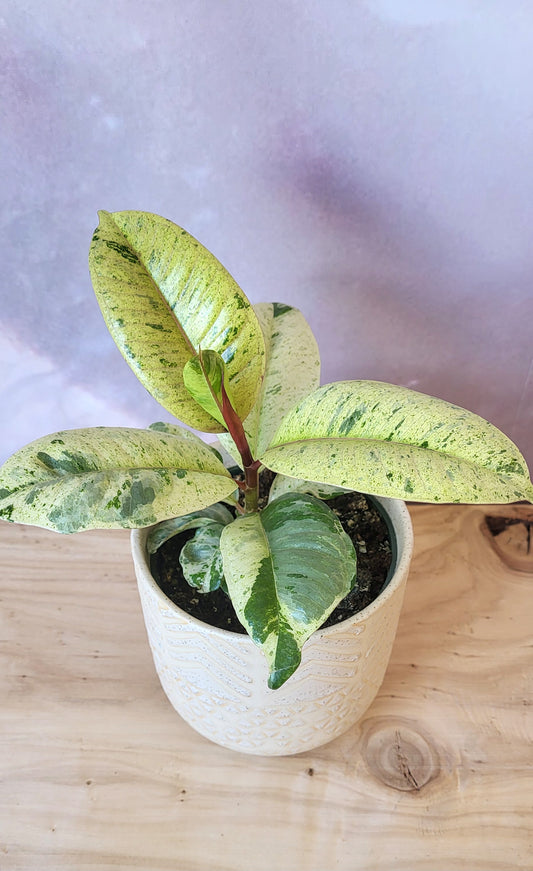 Ficus Moonshine Shiveranea-4"