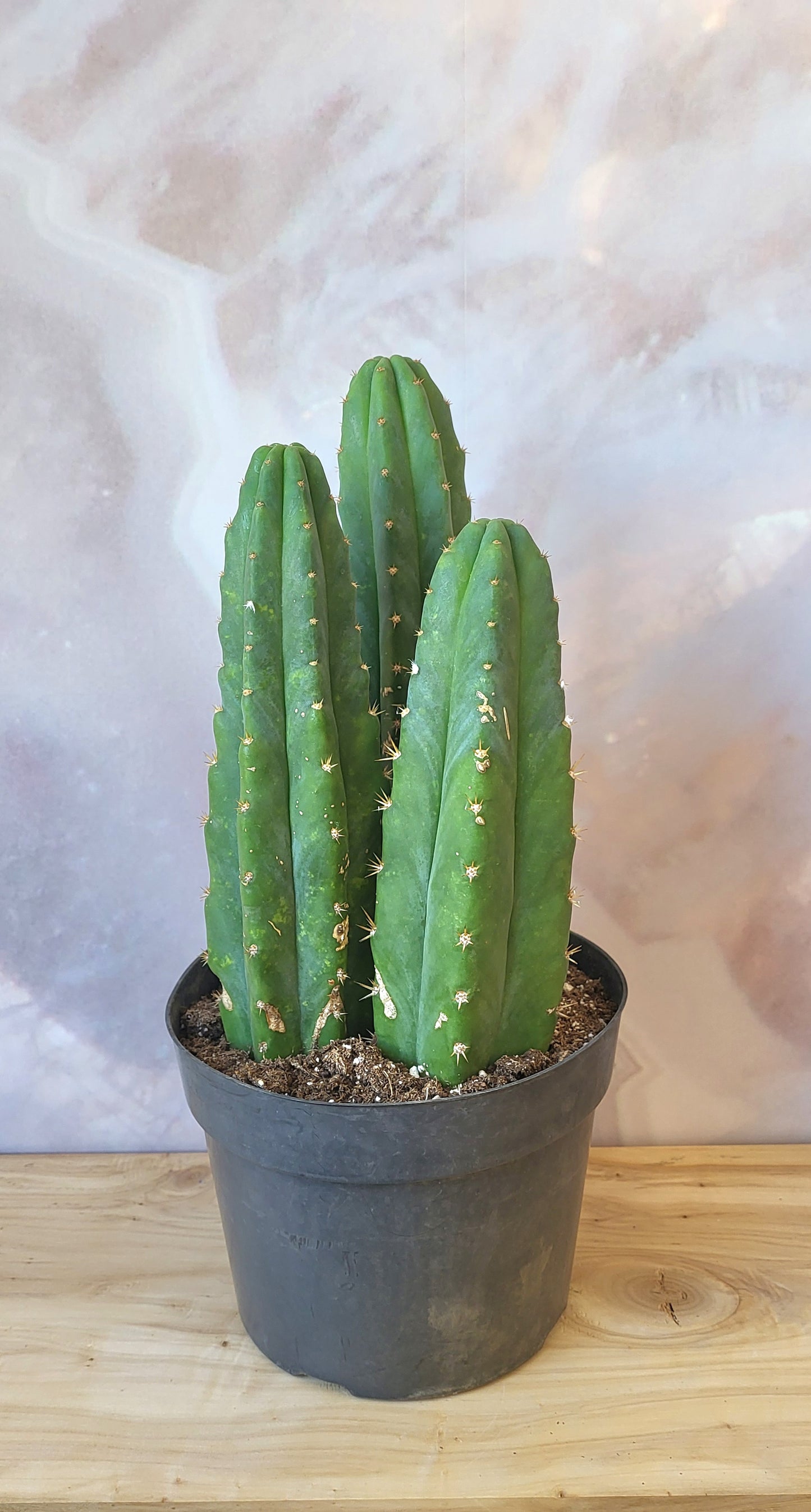 Cactus-San Pedro-8"