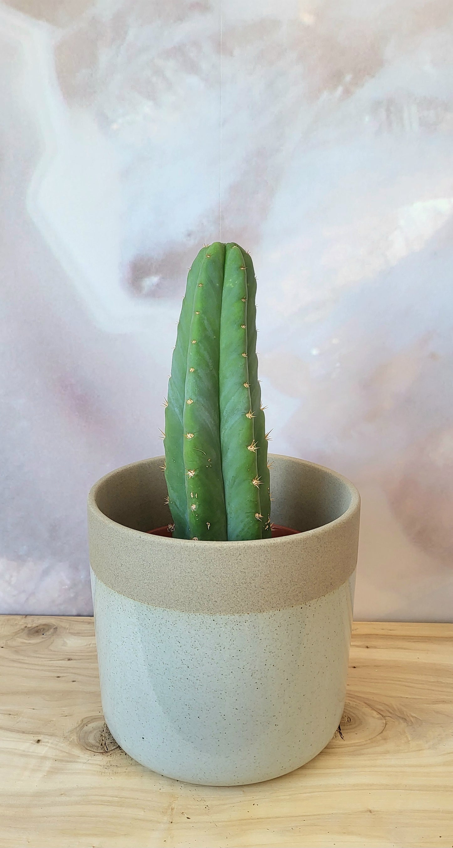 Cactus-San Pedro-6"