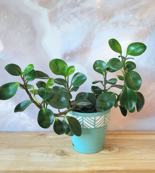 Pepperomia-Baby Rubber Plant-6"