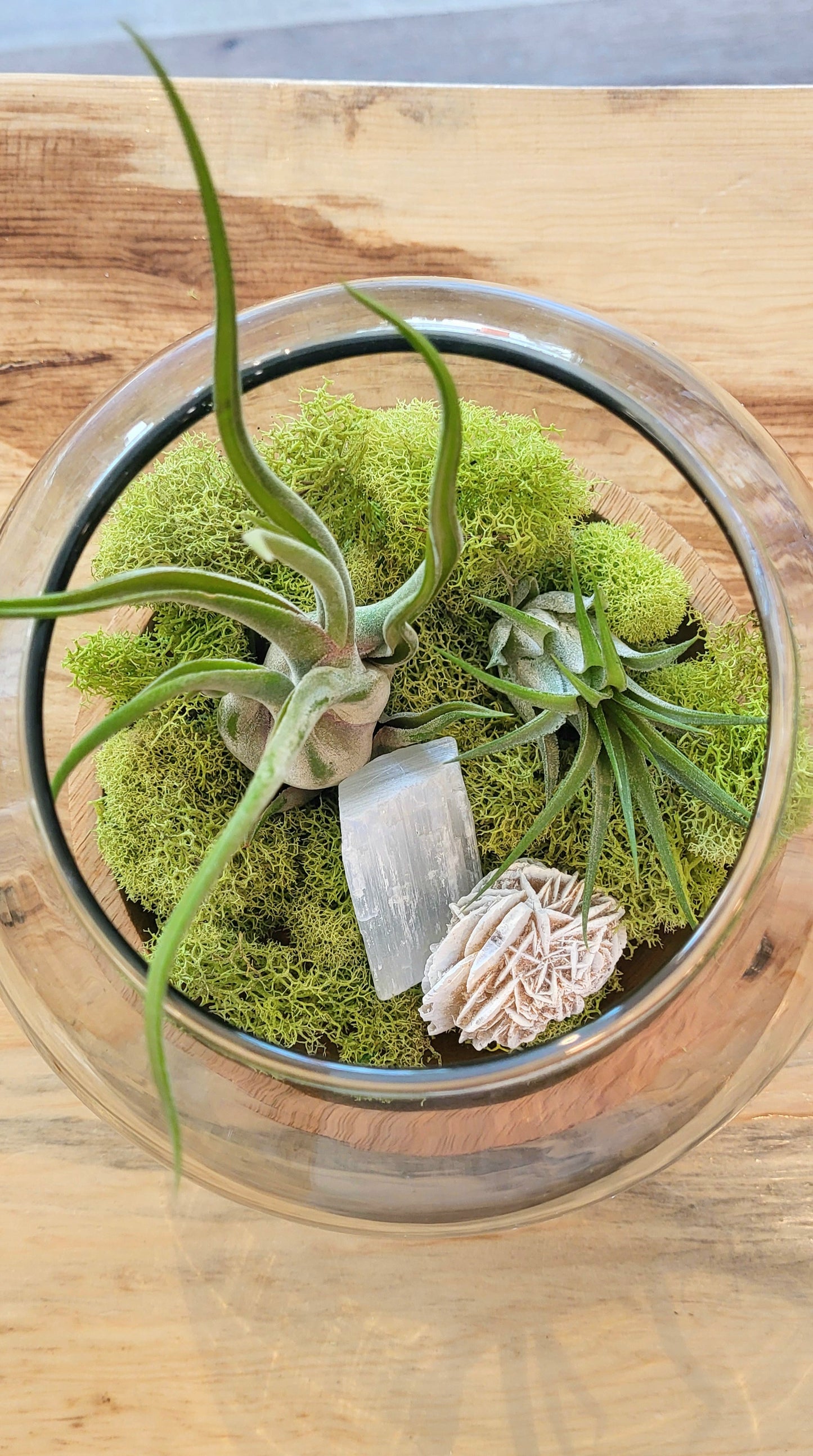 Full View Terrarium Bowl-Large