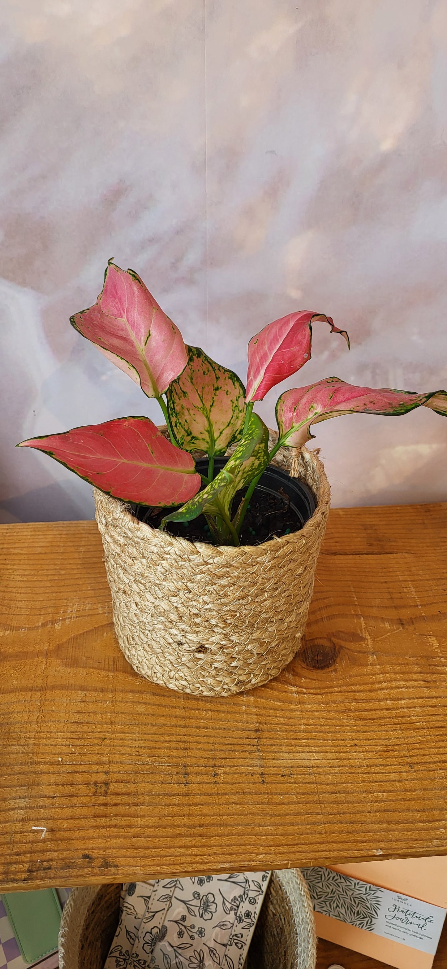 Aglaonema Lady Valentine-4"