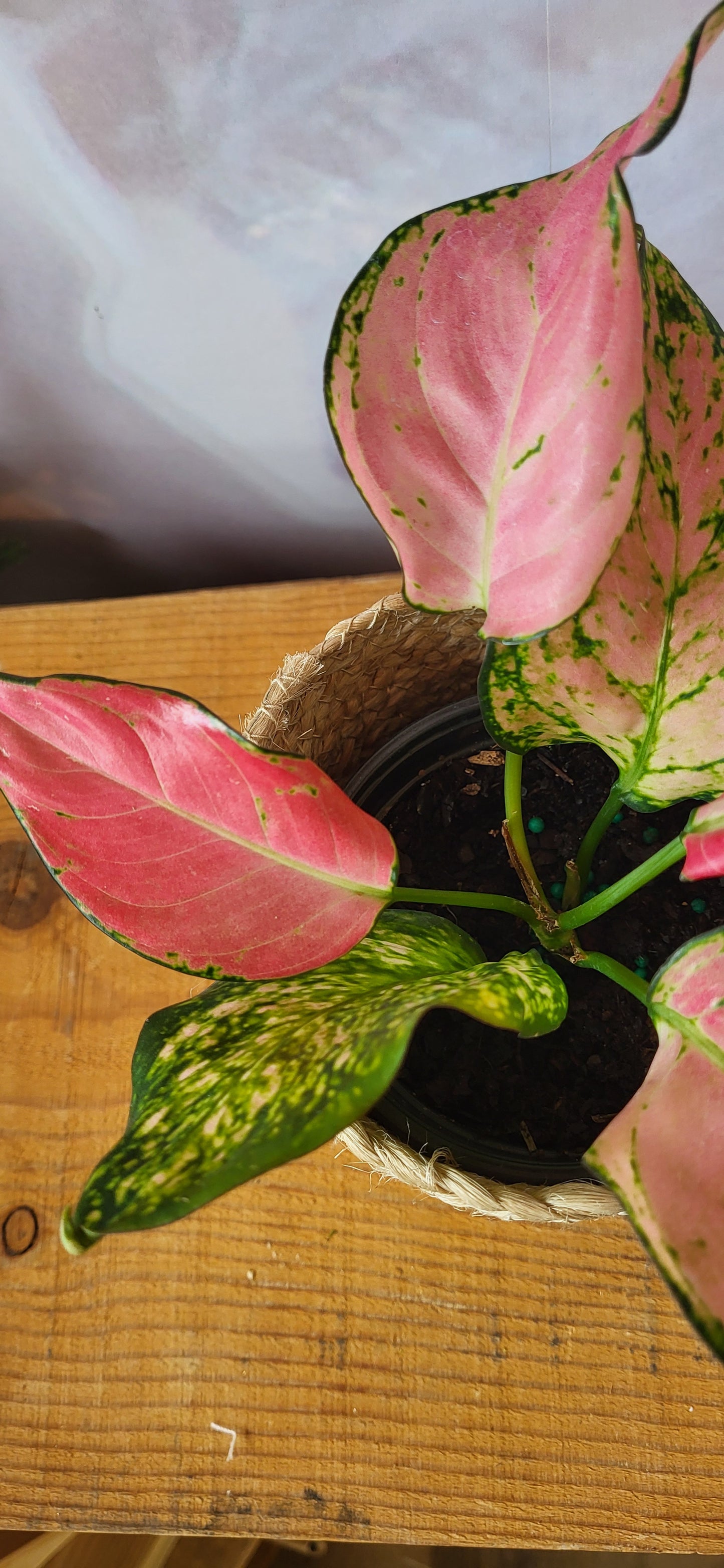 Aglaonema Lady Valentine-4"