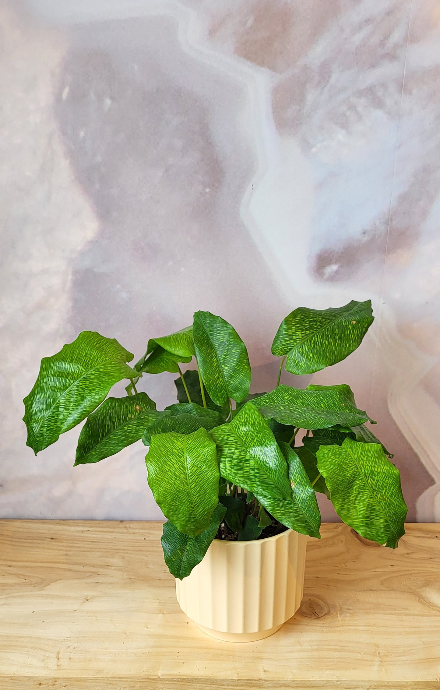 Calathea-4"