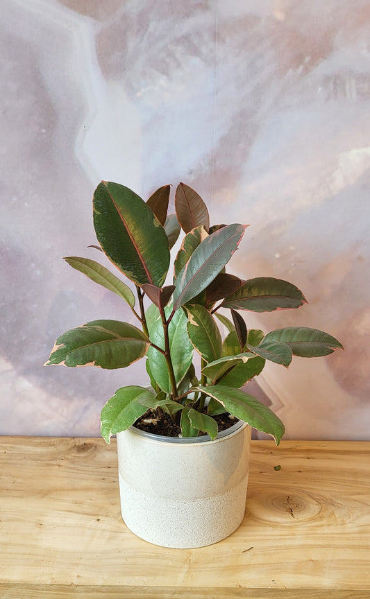 Ficus Ruby/Tineke Bush- 4"