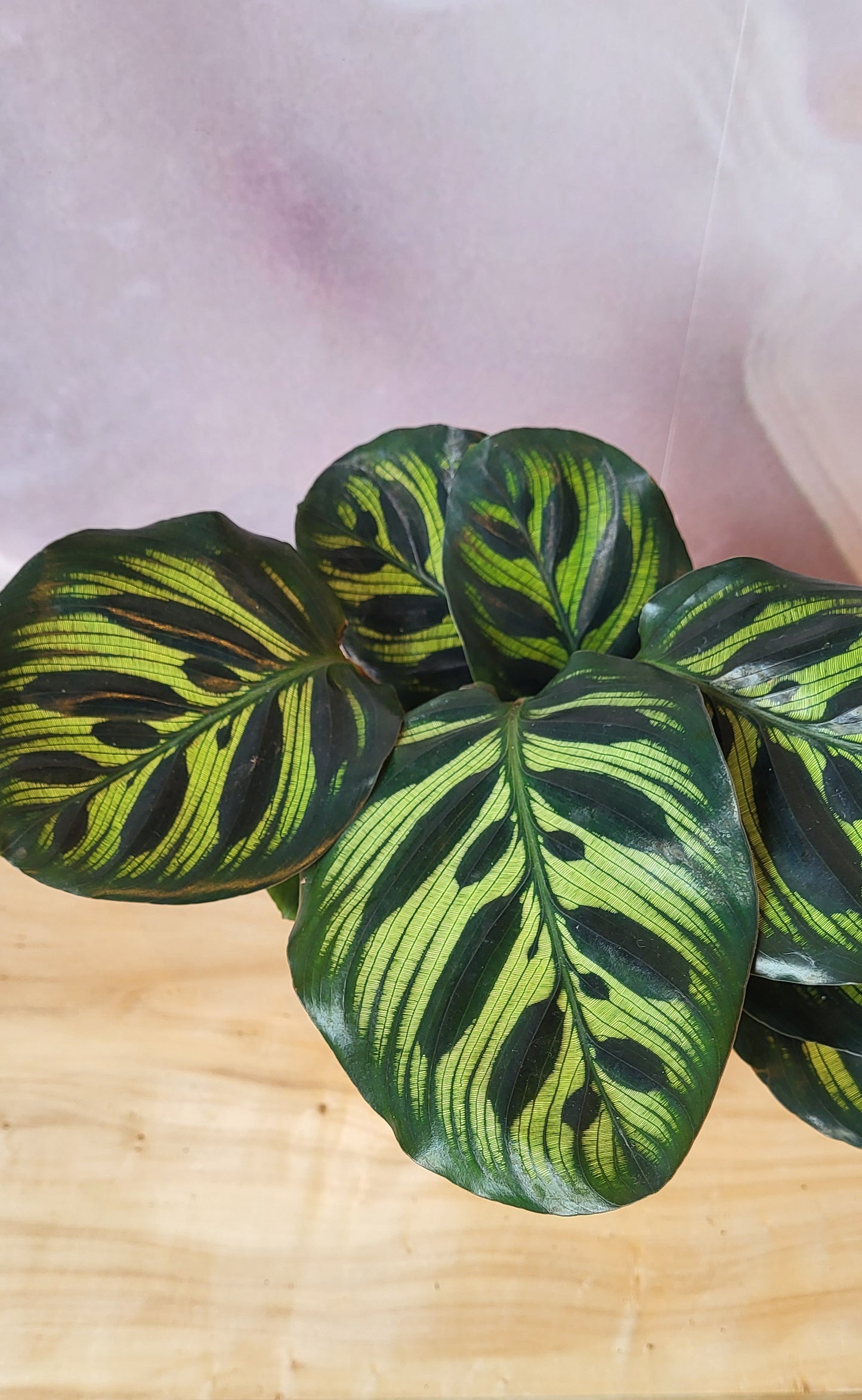 Calathea-4"