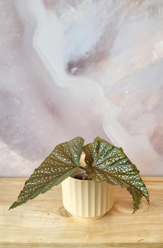 Begonia Angel Wing-4"