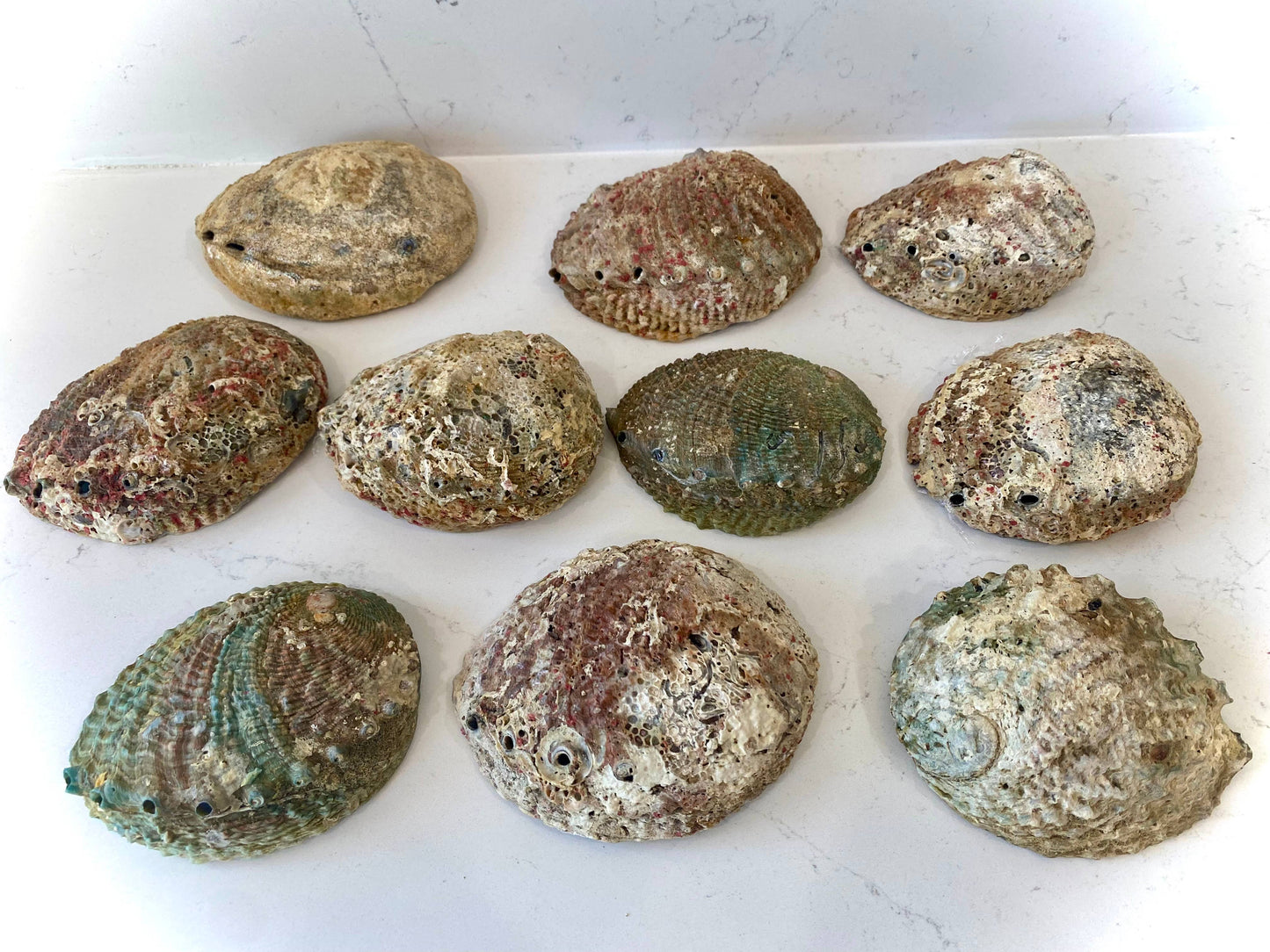 Abalone Shell Smudge Bowls
