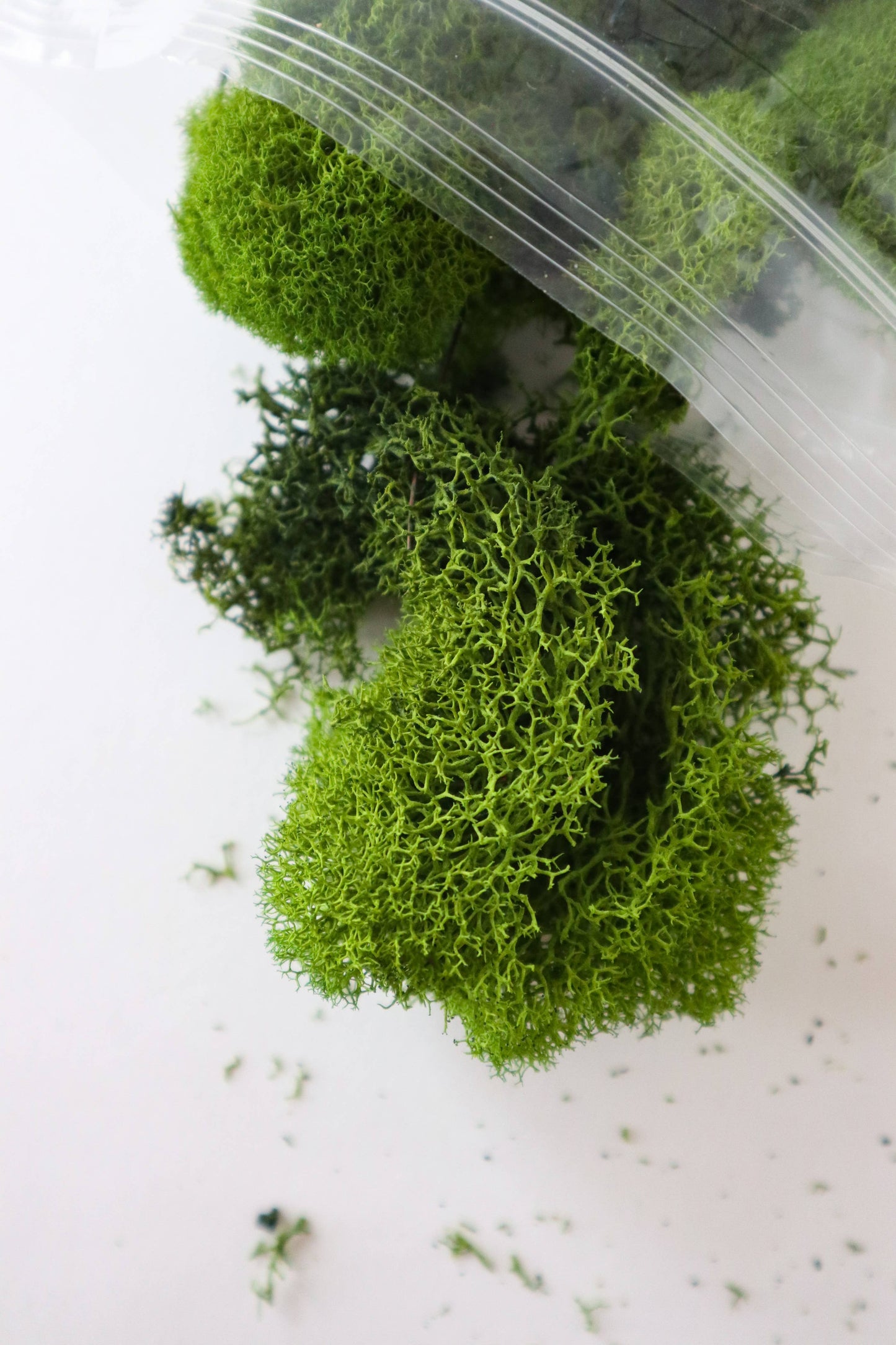 Preserved Reindeer Moss