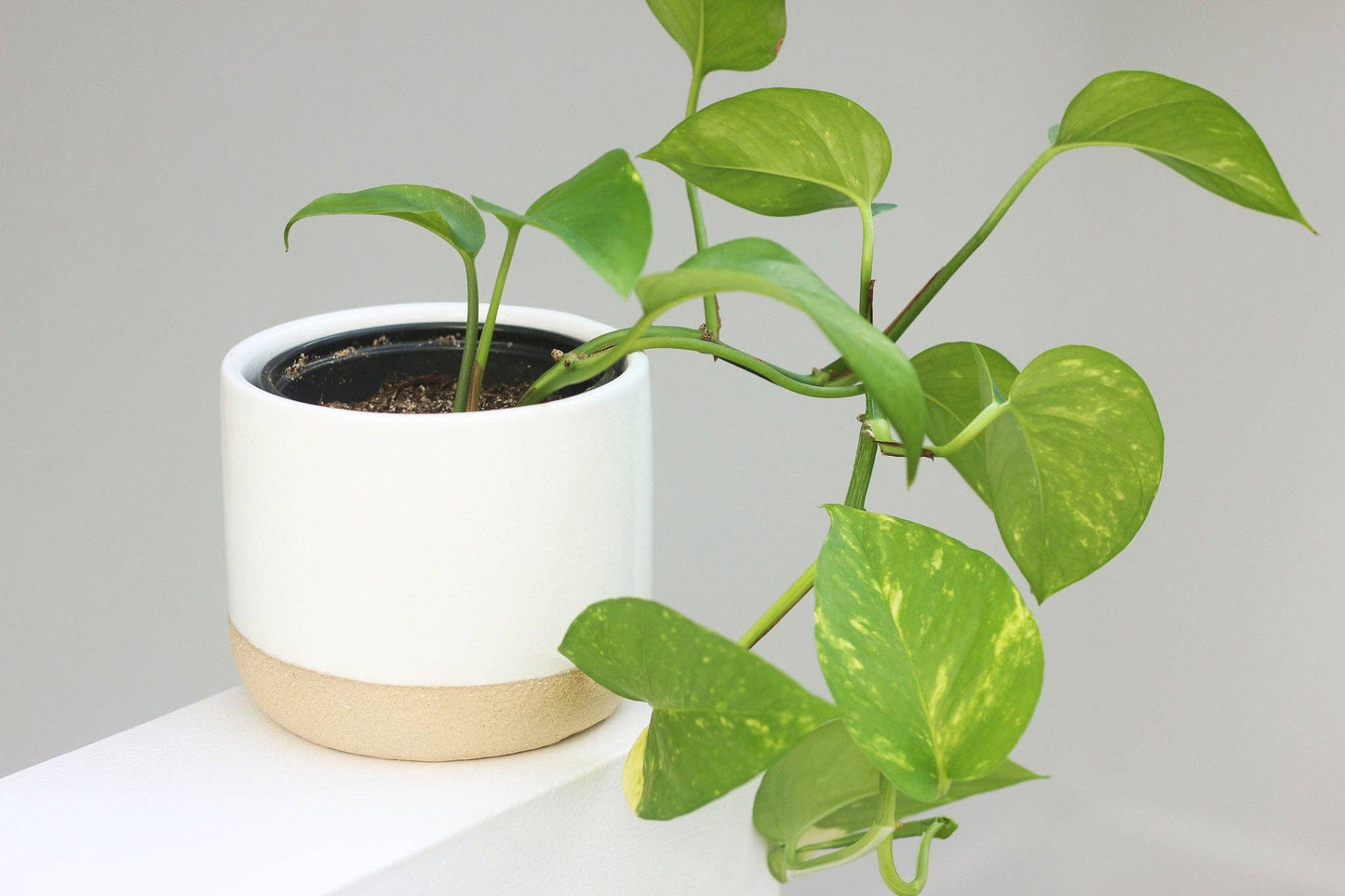 Small Ceramic Planter Pot White on Beige: 5"