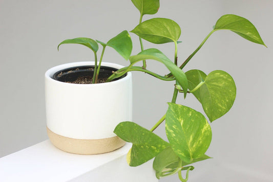 Small Ceramic Planter Pot White on Beige: 5"