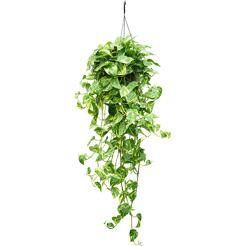 Epipremnum Pinnatum Albo 6"