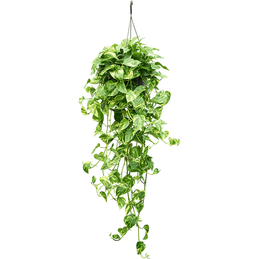 Epipremnum Pinnatum Albo 6"