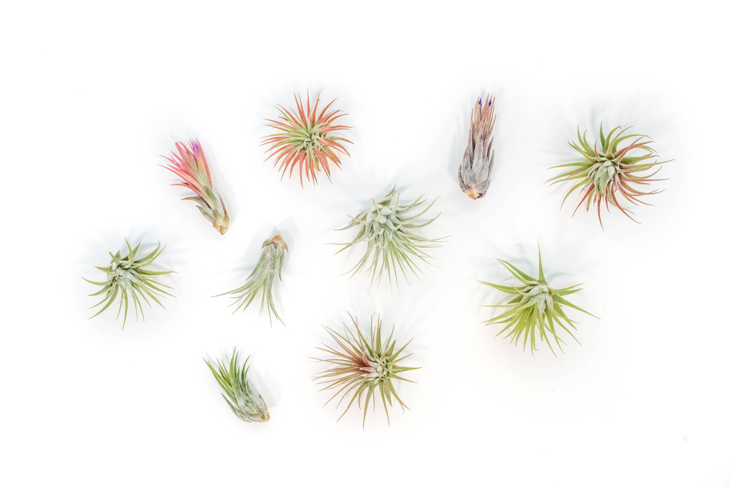 Air Plants-Small