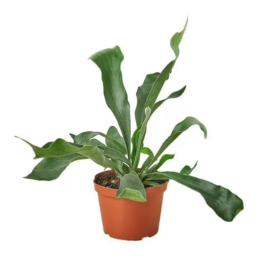 Staghorn Fern 6"