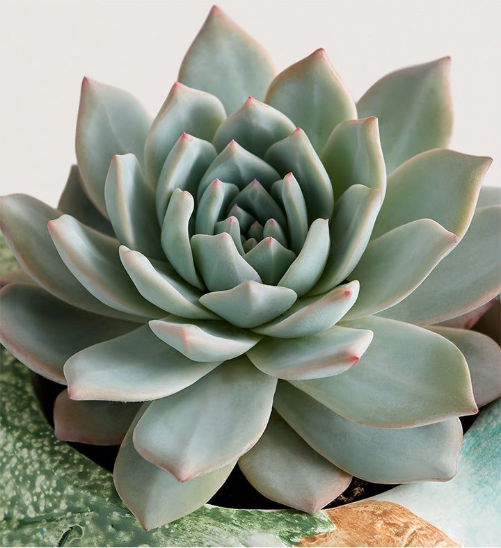 Succulents 2"