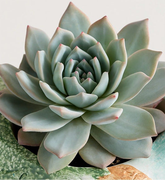 Succulents 2"