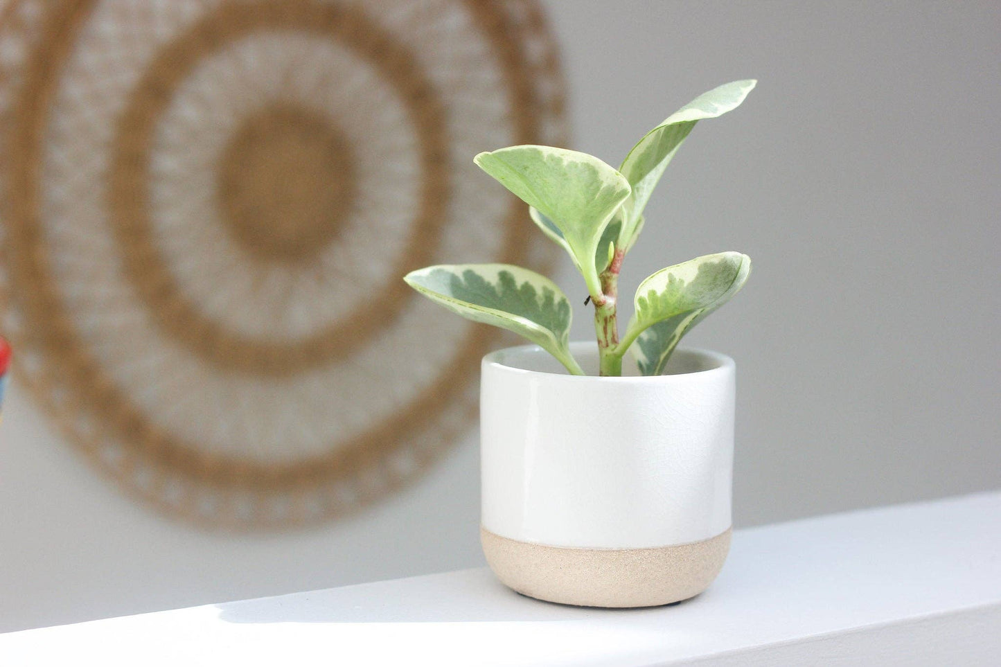 Small Ceramic Planter Pot White on Beige: 5"