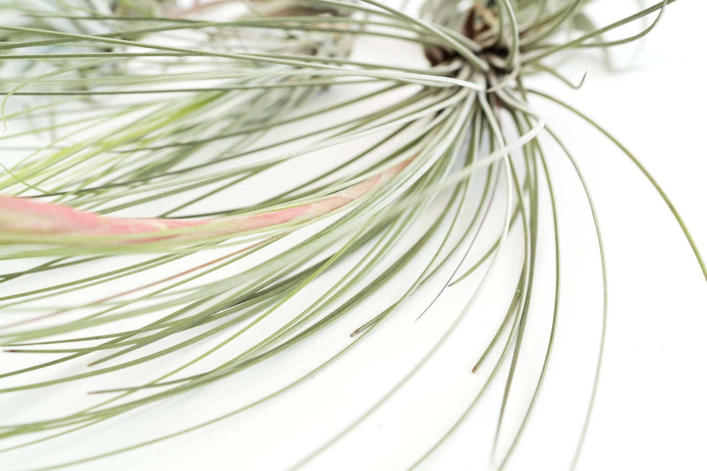 Air Plant-Medium