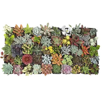 Succulents-Assorted 2"