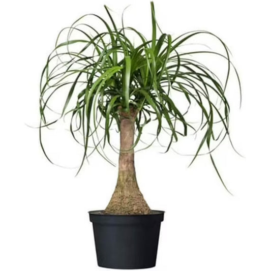 Ponytail Palm Stump 8"