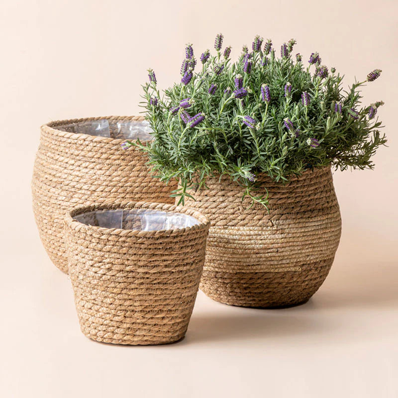 Seagrass Beige Pot-Medium 12"