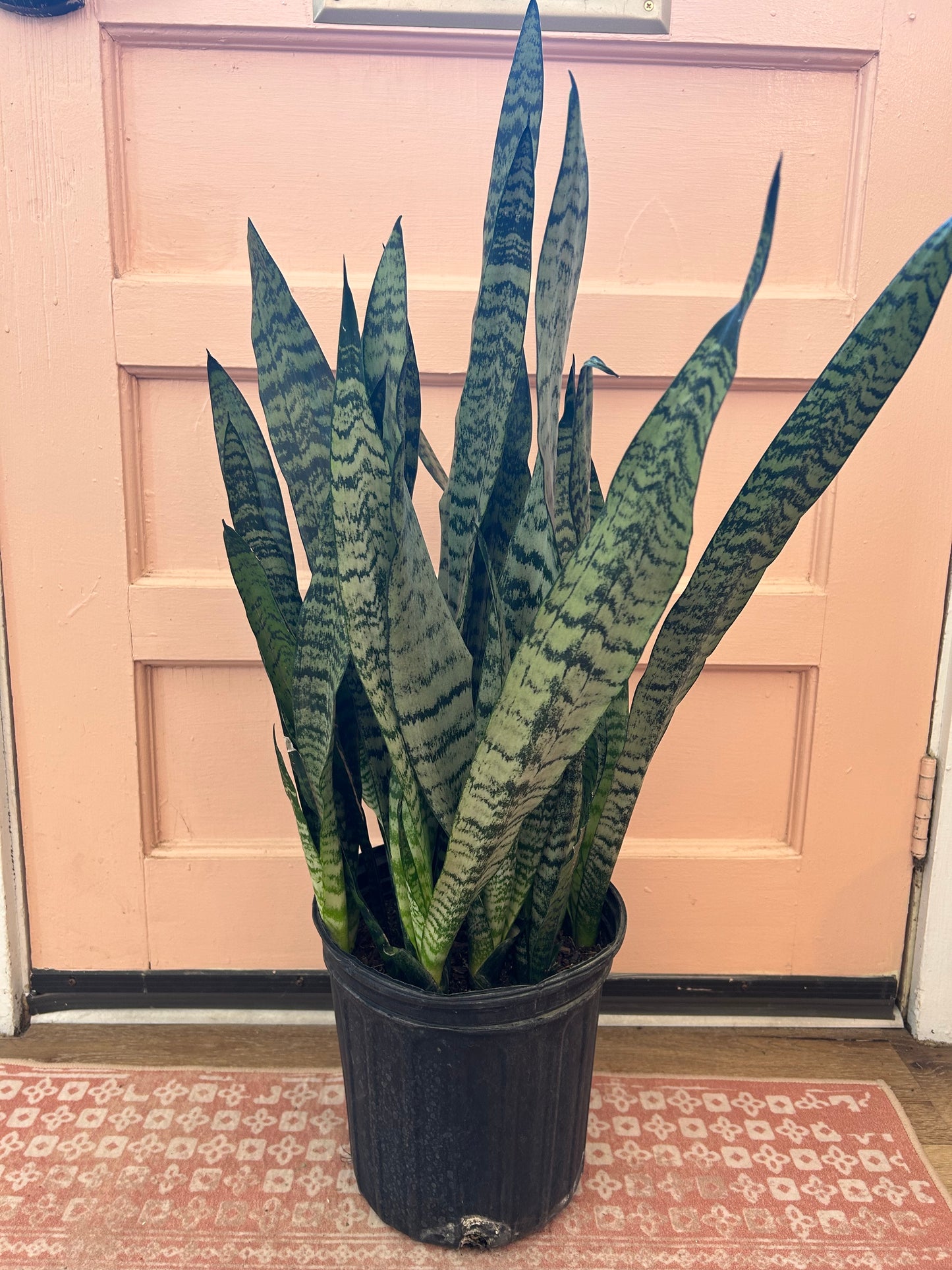 Sanseveria-8"