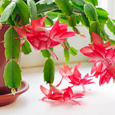 Christmas Cactus- 4"